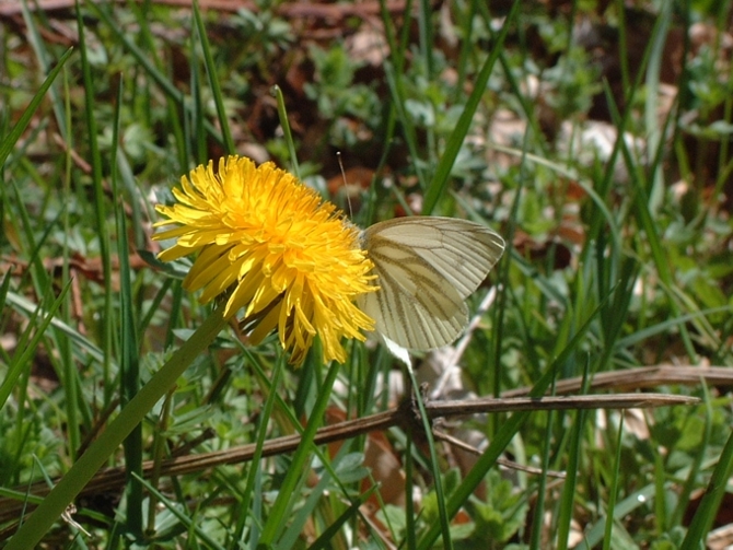 Pieris napi